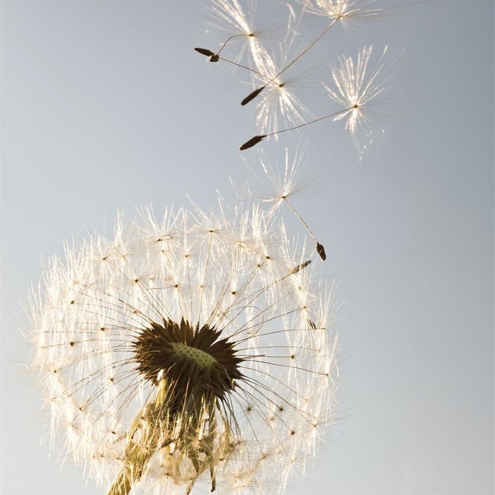 Dandelion